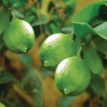 Zaļo citron (laima) ēteriskā eļļa